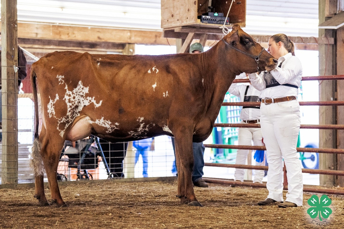 A young girl in all white leading a red and white dairy cow. The closest back leg to the photographer is set forward, while the rear furthest back leg is set back. The front feet are set square together.
